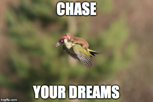 Hummbingbird | CHASE YOUR DREAMS | image tagged in hummbingbird | made w/ Imgflip meme maker