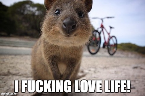 Quokka! | I F**KING LOVE LIFE! | image tagged in australia,inspirational,memes,funny,funny memes | made w/ Imgflip meme maker