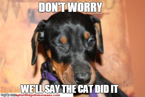 DON'T WORRY WE'LL SAY THE CAT DID IT | image tagged in doberman pup | made w/ Imgflip meme maker