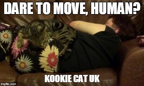 Kookie Cat UK | DARE TO MOVE, HUMAN? KOOKIE CAT UK | image tagged in kookie cat uk,kitten,pet,cat,cuddle | made w/ Imgflip meme maker