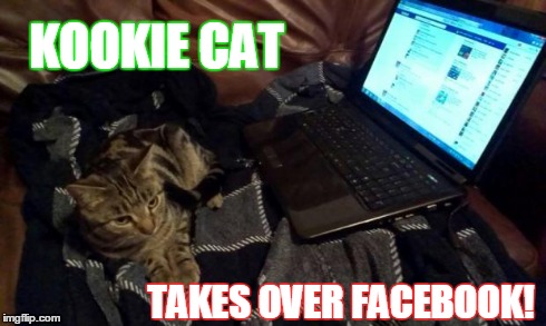 Kookie Cat breaks the internet! | KOOKIE CAT TAKES OVER FACEBOOK! | image tagged in cat,cute cats,kookie cat uk internet | made w/ Imgflip meme maker