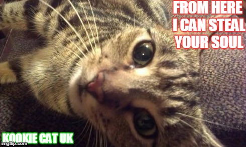 Kookie Cat UK.  | FROM HERE I CAN STEAL YOUR SOUL KOOKIE CAT UK | image tagged in kookie cat uk,kitten,cat,pets,cute | made w/ Imgflip meme maker