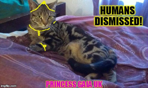 Princess Gaia UK.  | HUMANS DISMISSED! PRINCESS GAIA UK | image tagged in cat,cute,kitten,princess gaia | made w/ Imgflip meme maker