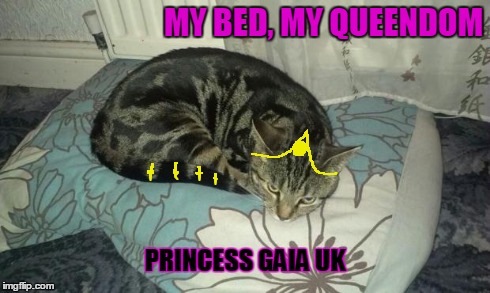 Princess Gaia UK.  | MY BED, MY QUEENDOM PRINCESS GAIA UK | image tagged in cat,pets,kitten,royals,princess gaia | made w/ Imgflip meme maker