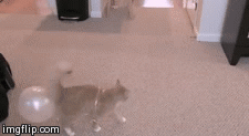 Cat vs. Ballon | image tagged in gifs,cats,cat | made w/ Imgflip video-to-gif maker