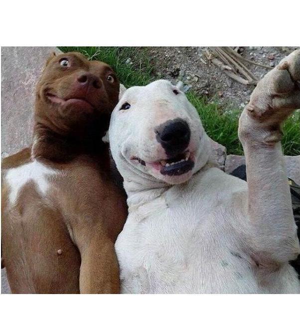 PERRO SELFIE Blank Meme Template