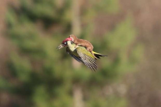weasel riding woodpecker Blank Meme Template