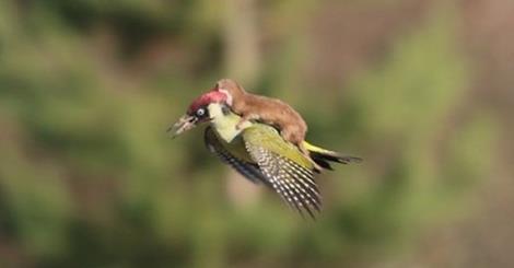 Weasel on woodpecker Blank Meme Template