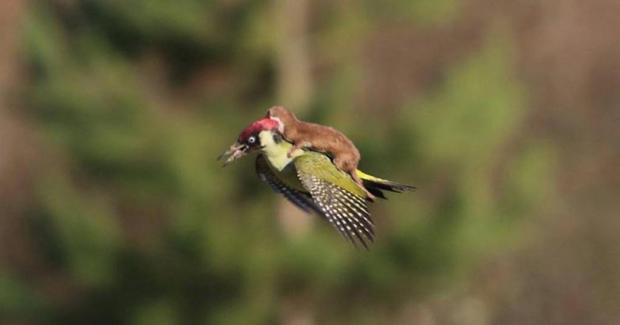 Weaselpecker Blank Meme Template