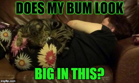 Kookie Cat UK | DOES MY BUM LOOK BIG IN THIS? | image tagged in kookie cat uk,bum,cat,kitten,pet,crying because of cute | made w/ Imgflip meme maker