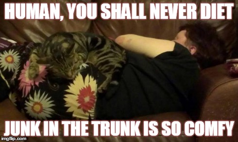 Kookie Cat UK | HUMAN, YOU SHALL NEVER DIET JUNK IN THE TRUNK IS SO COMFY | image tagged in kookie cat uk,cat,cute,kitten,diet,woman | made w/ Imgflip meme maker