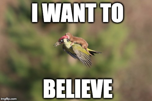 I WANT TO BELIEVE | I WANT TO BELIEVE | image tagged in weasel woodpecker | made w/ Imgflip meme maker