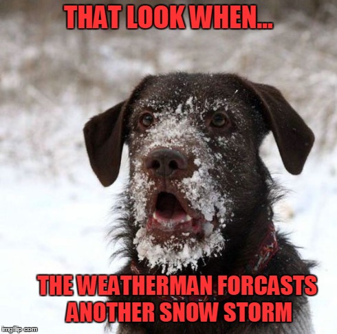 Again | THAT LOOK WHEN... THE WEATHERMAN FORCASTS ANOTHER SNOW STORM | image tagged in snow,dog,shocked,funny memes,oh no,winter | made w/ Imgflip meme maker