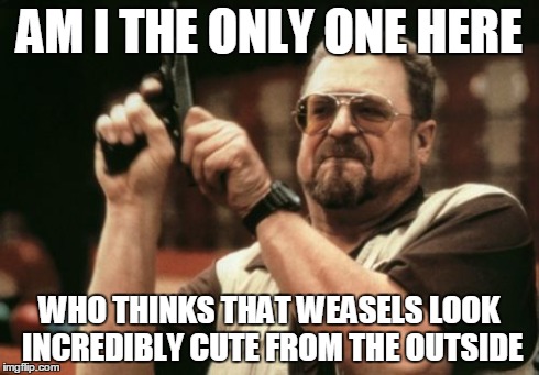 Am I The Only One Around Here | AM I THE ONLY ONE HERE WHO THINKS THAT WEASELS LOOK INCREDIBLY CUTE FROM THE OUTSIDE | image tagged in memes,am i the only one around here | made w/ Imgflip meme maker