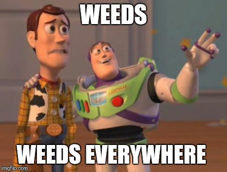X, X Everywhere Meme | WEEDS WEEDS EVERYWHERE | image tagged in memes,x x everywhere | made w/ Imgflip meme maker