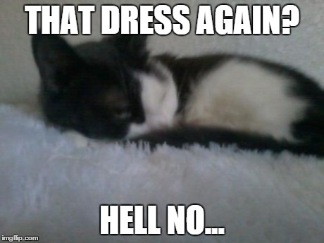 This cat clearly hates that dress | THAT DRESS AGAIN? HELL NO... | image tagged in black and blue dress,cats | made w/ Imgflip meme maker