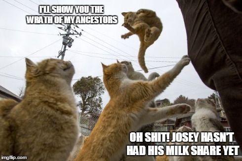 I'LL SHOW YOU THE WRATH OF MY ANCESTORS OH SHIT! JOSEY HASN'T HAD HIS MILK SHARE YET | image tagged in ninja,cats | made w/ Imgflip meme maker