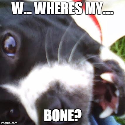 W... WHERES MY.... BONE? | image tagged in drunk dog | made w/ Imgflip meme maker
