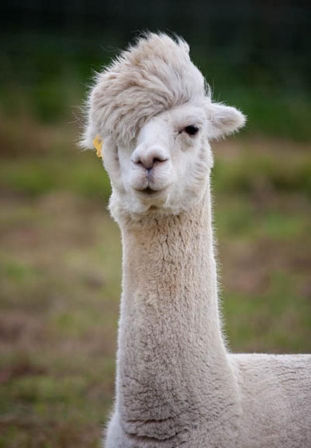 Llama with flow Blank Meme Template