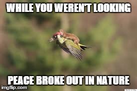 bird gives ride; "hey you missed my stop!" | WHILE YOU WEREN'T LOOKING PEACE BROKE OUT IN NATURE | image tagged in birds,animal love,joy ride,piggy back,rodent,bird saves rodent from drowning | made w/ Imgflip meme maker