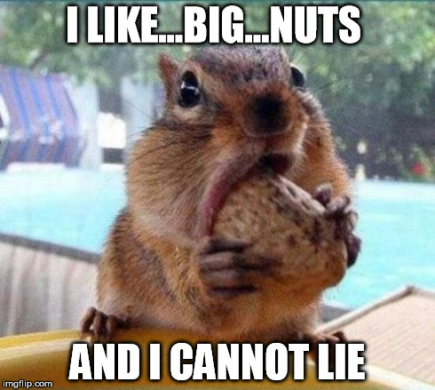 I Like Big Nuts | I LIKE...BIG...NUTS AND I CANNOT LIE | image tagged in squirrels,nuts,sir mix alot,baby got back | made w/ Imgflip meme maker