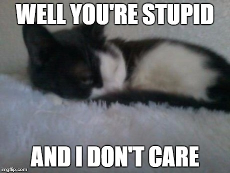The "I don't care" cat with the death glare | WELL YOU'RE STUPID AND I DON'T CARE | image tagged in cats,i don't care,death stare | made w/ Imgflip meme maker