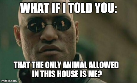 To quote my late father; | WHAT IF I TOLD YOU: THAT THE ONLY ANIMAL ALLOWED IN THIS HOUSE IS ME? | image tagged in memes,matrix morpheus | made w/ Imgflip meme maker