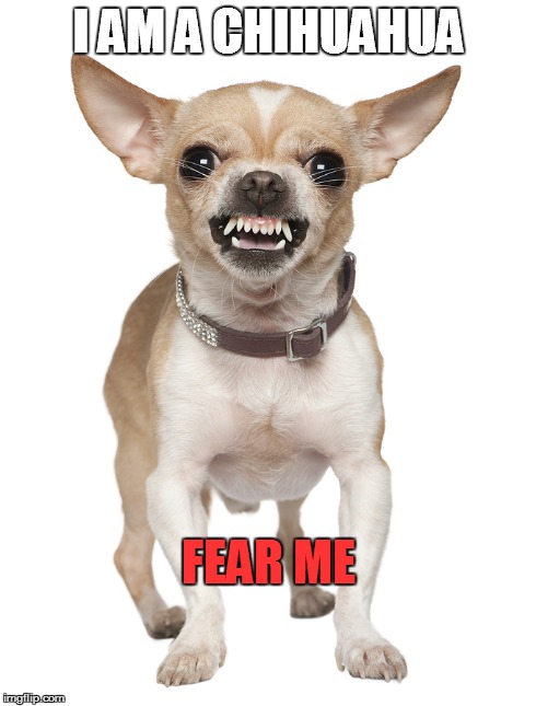 FEAR ME!! | I AM A CHIHUAHUA FEAR ME | image tagged in fear | made w/ Imgflip meme maker