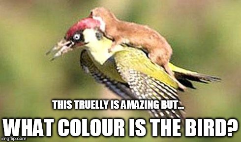 What colour is the kingfisher? | THIS TRUELLY IS AMAZING BUT... WHAT COLOUR IS THE BIRD? | image tagged in the magical bird,birds,what colour is this dress,what color is this dress | made w/ Imgflip meme maker
