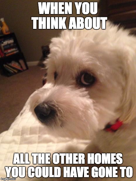 Pissed Off Ralphy | WHEN YOU THINK ABOUT ALL THE OTHER HOMES YOU COULD HAVE GONE TO | image tagged in pissed off ralphy,scumbag | made w/ Imgflip meme maker
