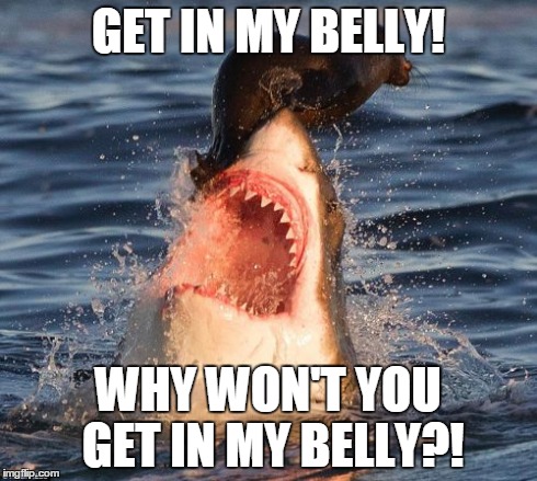 Travelonshark | GET IN MY BELLY! WHY WON'T YOU GET IN MY BELLY?! | image tagged in memes,travelonshark | made w/ Imgflip meme maker