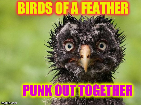 Birds of a Feather | BIRDS OF A FEATHER PUNK OUT TOGETHER | image tagged in birds of a feather | made w/ Imgflip meme maker