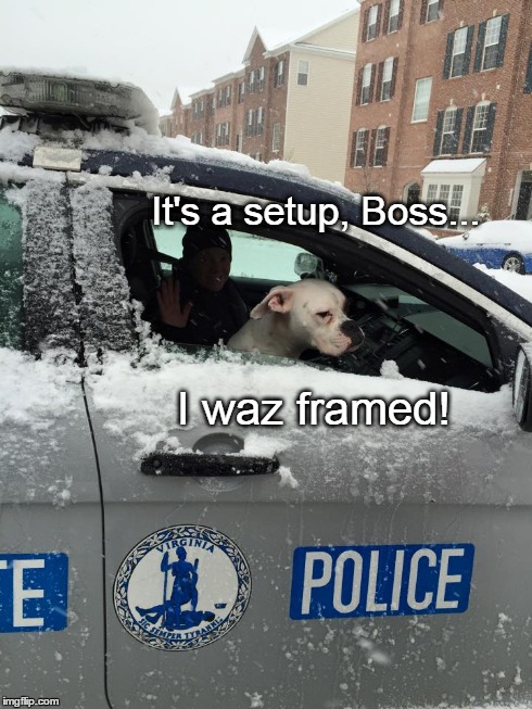 Framed | It's a setup, Boss... I waz framed! | image tagged in dogs,funny,memes,boxers | made w/ Imgflip meme maker