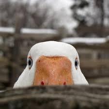 duck Blank Meme Template