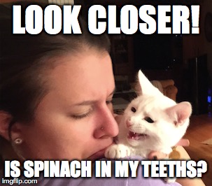 LOOK CLOSER! IS SPINACH IN MY TEETHS? | image tagged in evil cat,cat | made w/ Imgflip meme maker