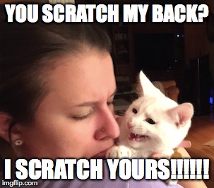 YOU SCRATCH MY BACK? I SCRATCH YOURS!!!!!! | image tagged in grumpy cat,evil cat | made w/ Imgflip meme maker
