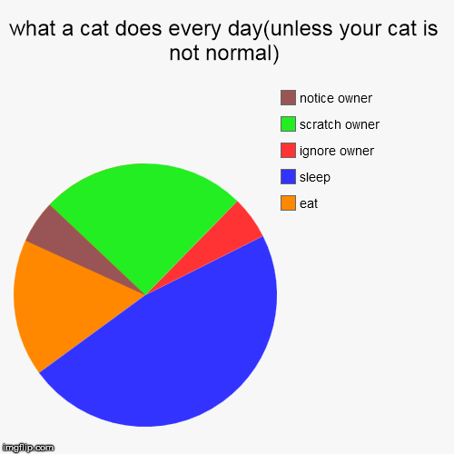 what a cat does every day(unless your cat is not normal) | eat, sleep, ignore owner, scratch owner, notice owner | image tagged in funny,pie charts | made w/ Imgflip chart maker