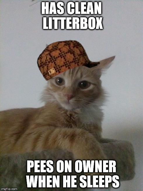 Scumbag Kitty | HAS CLEAN LITTERBOX PEES ON OWNER WHEN HE SLEEPS | image tagged in cat,scumbag,evil,meow,fluffy,cats | made w/ Imgflip meme maker
