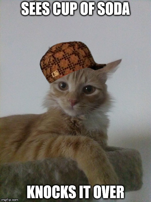 Scumbag Kitty | SEES CUP OF SODA KNOCKS IT OVER | image tagged in cat,kitty,meow,scumbag,soda,jerk | made w/ Imgflip meme maker