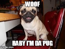 WOOF BABY I'M DA PUG | image tagged in puggin,pug | made w/ Imgflip meme maker