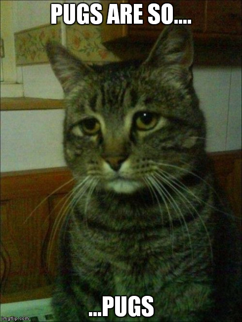 Depressed Cat Meme | PUGS ARE SO.... ...PUGS | image tagged in memes,depressed cat | made w/ Imgflip meme maker