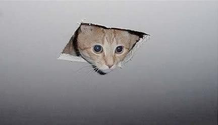 ceiling cat Blank Meme Template