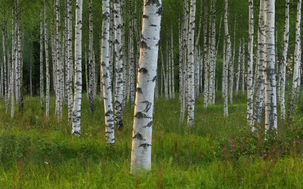 High Quality birch trees Blank Meme Template