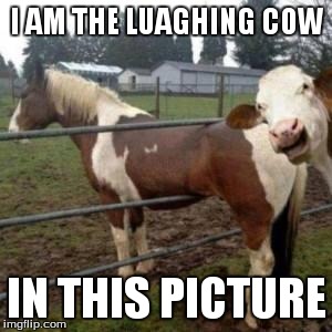 WTF Cow | I AM THE LUAGHING COW IN THIS PICTURE | image tagged in wtf cow | made w/ Imgflip meme maker
