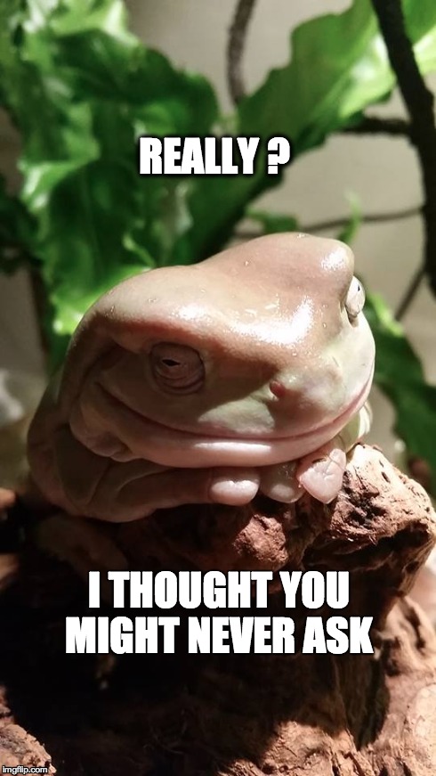 REALLY ? I THOUGHT YOU MIGHT NEVER ASK | image tagged in really,frog,sarcastic,sarcasm | made w/ Imgflip meme maker