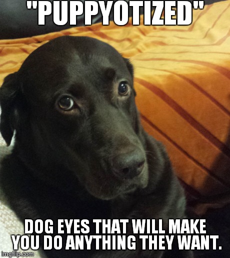 "PUPPYOTIZED" DOG EYES THAT WILL MAKE YOU DO ANYTHING THEY WANT. | image tagged in dog,eyes | made w/ Imgflip meme maker