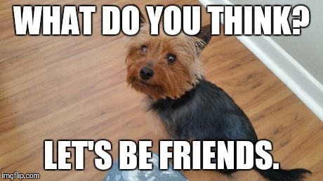 WHAT DO YOU THINK? LET'S BE FRIENDS. | image tagged in dog,puppy,friends,friendship | made w/ Imgflip meme maker