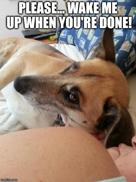 PLEASE... WAKE ME UP WHEN YOU'RE DONE! | image tagged in dogs | made w/ Imgflip meme maker