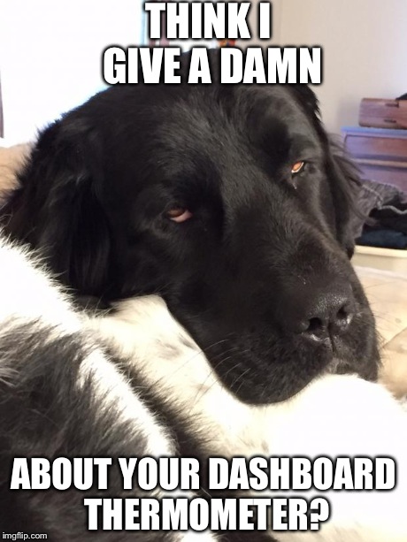 THINK I GIVE A DAMN ABOUT YOUR DASHBOARD THERMOMETER? | image tagged in dogs,damn | made w/ Imgflip meme maker