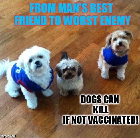 Gay Dogs | FROM MAN'S BEST FRIEND TO WORST ENEMY DOGS CAN KILL IF NOT VACCINATED! | image tagged in gay dogs | made w/ Imgflip meme maker